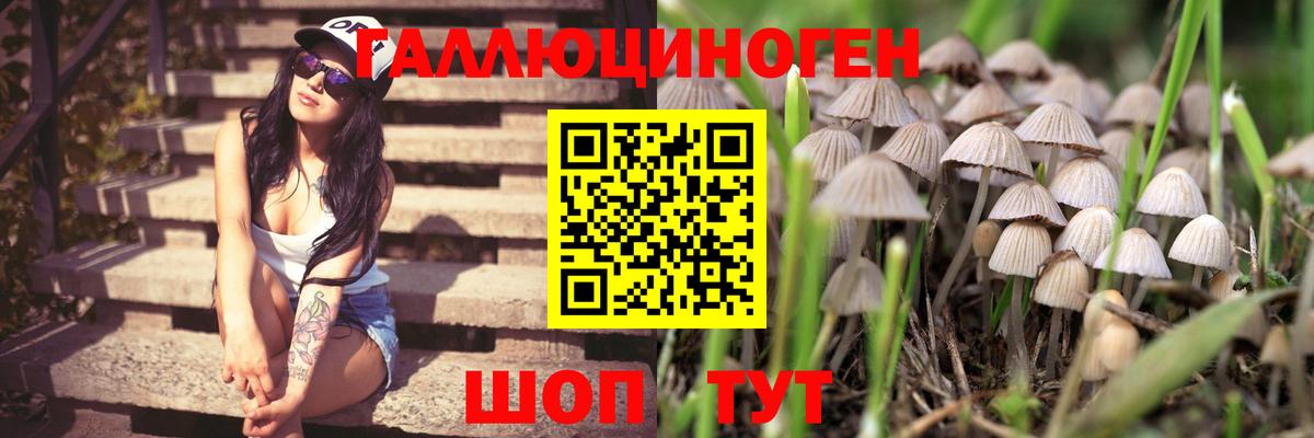 Псилоцибиновые грибы Psilocybe Алексин